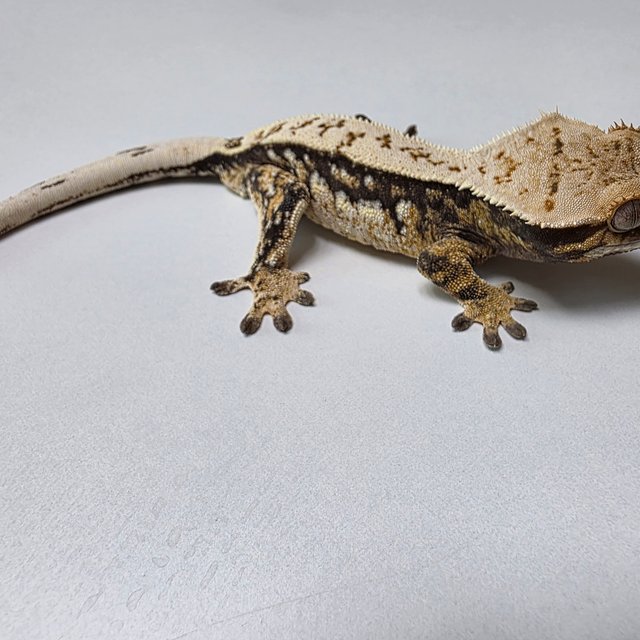 트라이 익스트림할리퀸 풀핀