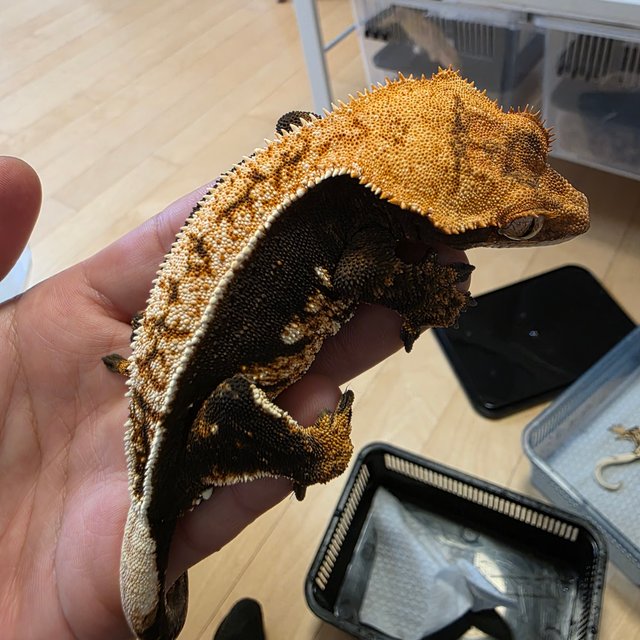 트라이 슈퍼스트라이프 익스트림할리퀸