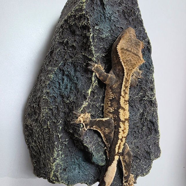 트라이 할리퀸 타이거