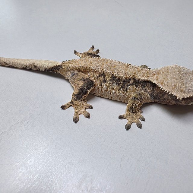 트라이 익스트림할리퀸