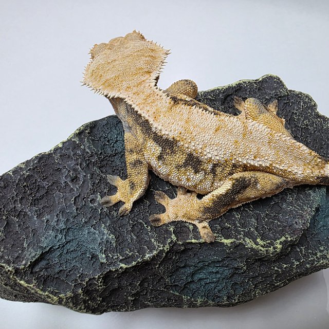 트라이 익스트림할리퀸