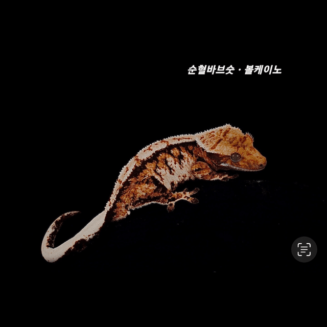 텐저린 타이거 트라이 익스트림할리퀸