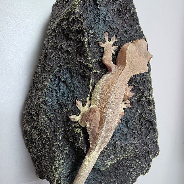 팬텀 릴리화이트