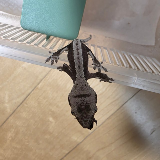 릴잔틱 핀스트라이프