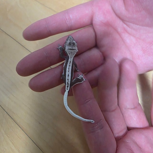 릴잔틱 핀스트라이프