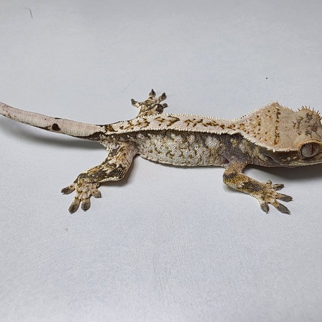 트라이 익스트림할리퀸 풀핀