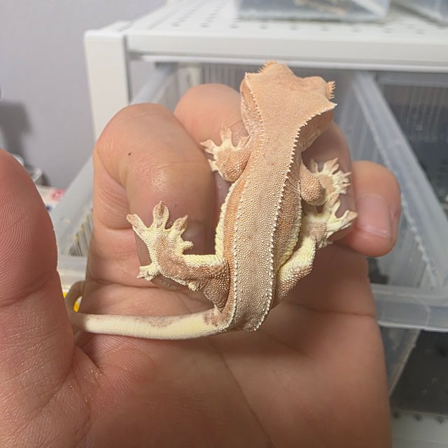 팬텀 릴리화이트