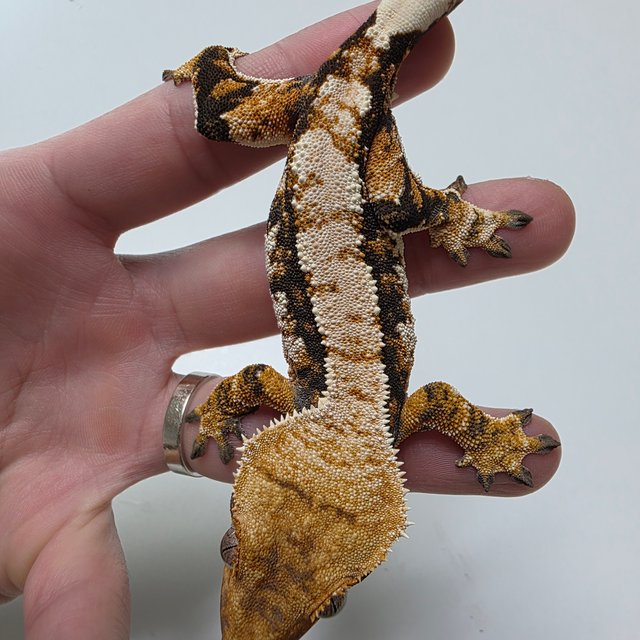 텐저린 타이거 트라이 익스트림할리퀸