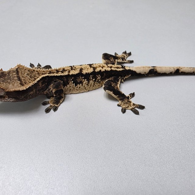 트라이 할리퀸 타이거