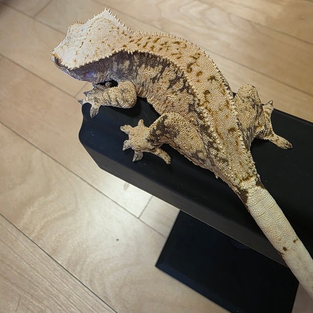 핀스트라이프 풀핀 트라이