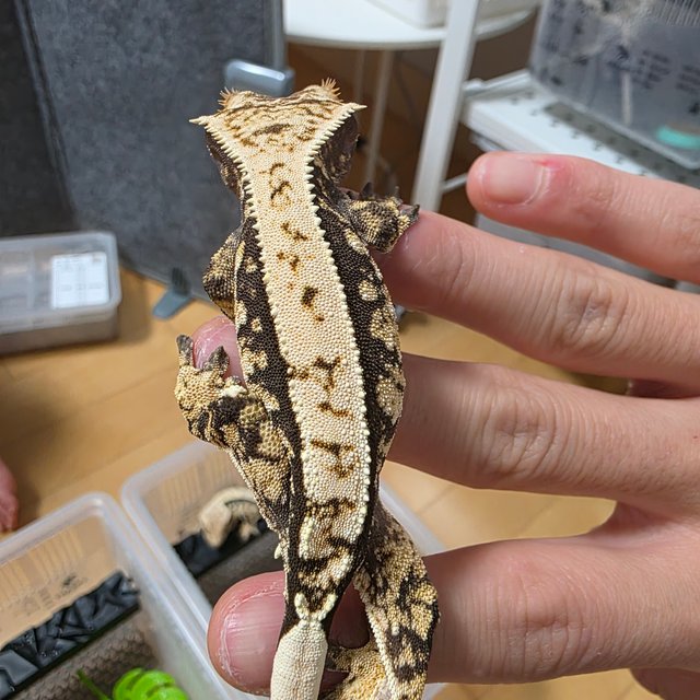 트라이 익스트림할리퀸 핀스트라이프