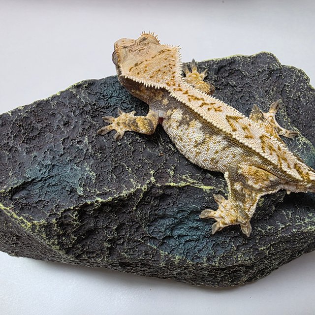 트라이 익스트림할리퀸 풀핀