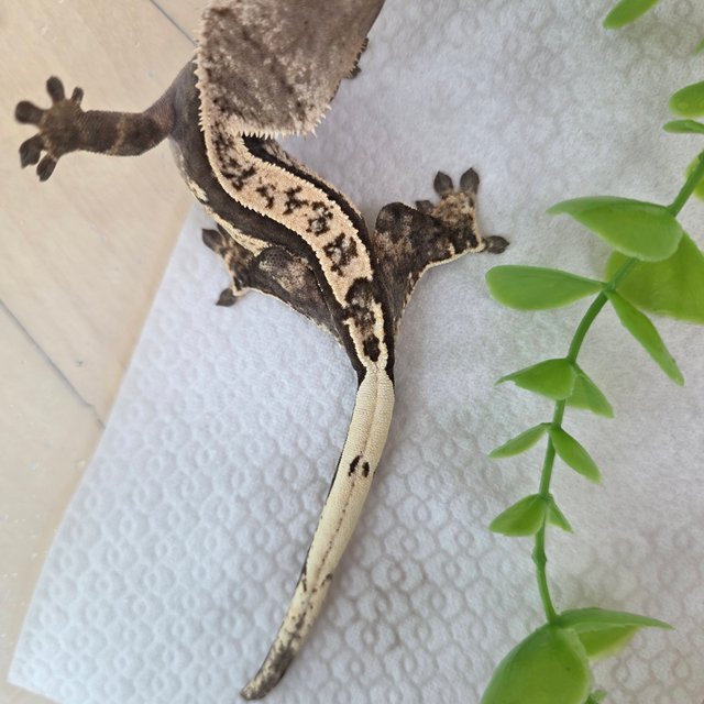 쿼드 핀스트라이프