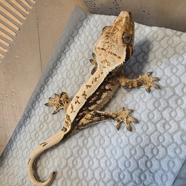 트라이 익스트림할리퀸 풀핀