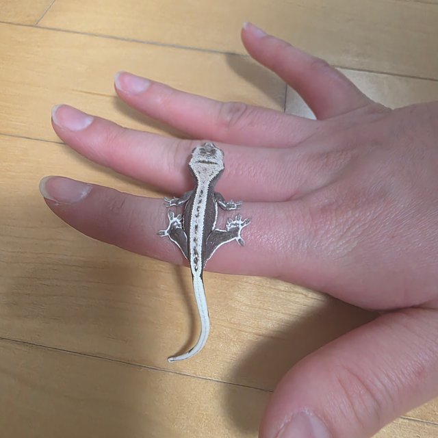 릴잔틱 핀스트라이프