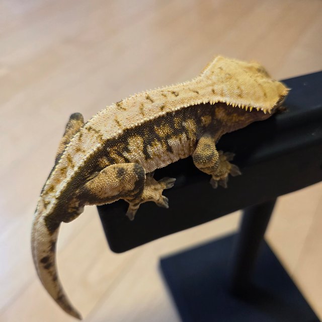 트라이 익스트림할리퀸 핀스트라이프