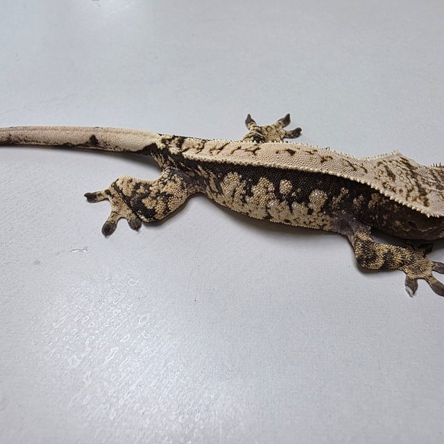 트라이 익스트림할리퀸 핀스트라이프