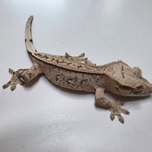 100%헷아잔틱 슈퍼스트라이프 팬텀 화이트포트홀