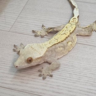 네온