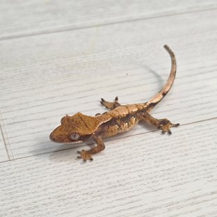 네예1