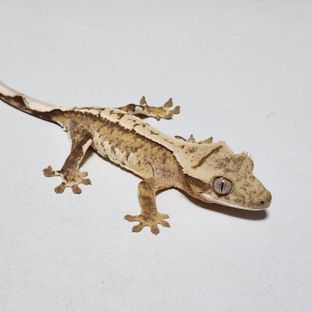 옐로우 크림시클