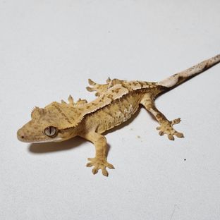 옐로우 크림시클