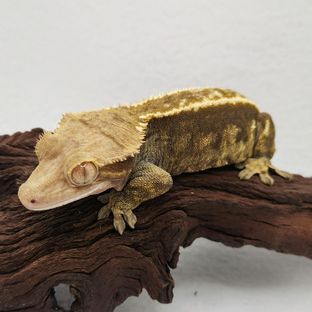 가온