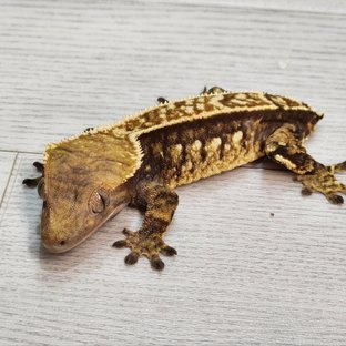 라가6