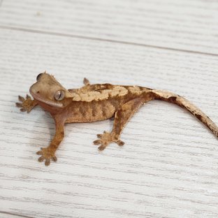 타이거 스트로베리