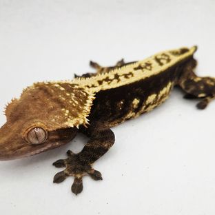 라온