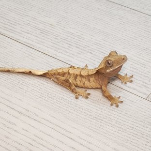 레드 타이거 스트로베리