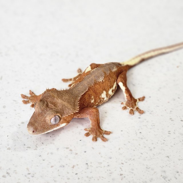 크림시클 레드 팬텀 릴리화이트