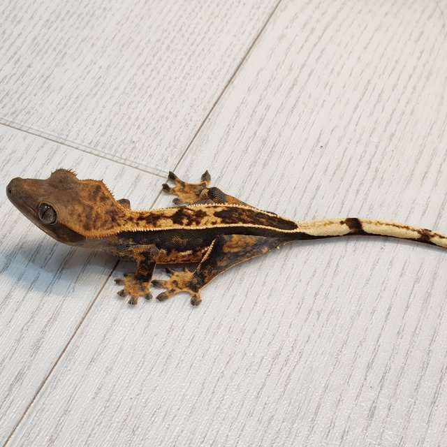 다크 트라이 익스트림할리퀸