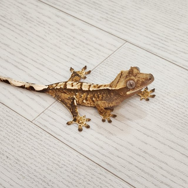 화이트스팟 트라이 익스트림할리퀸