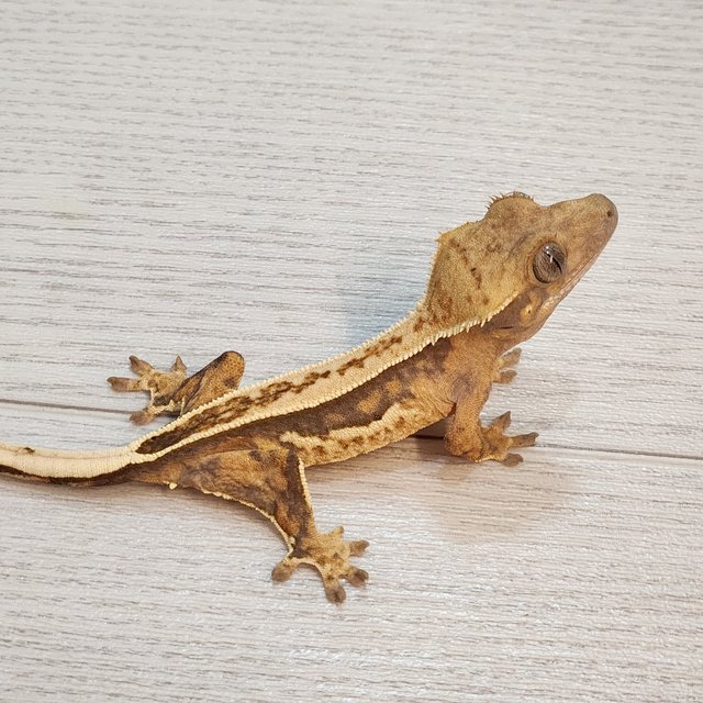 풀핀 트라이 익스트림할리퀸