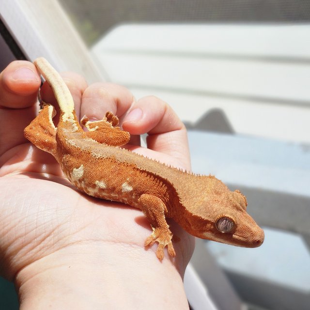 크림시클 레드 팬텀 릴리화이트