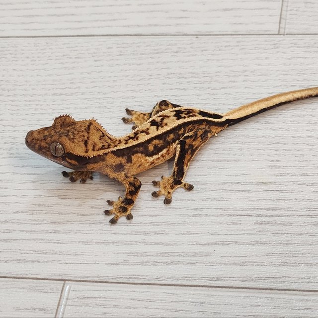 다크 풀핀 트라이 익스트림할리퀸