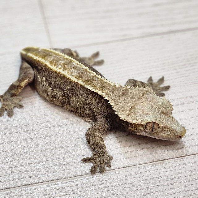 다크 익스트림할리퀸