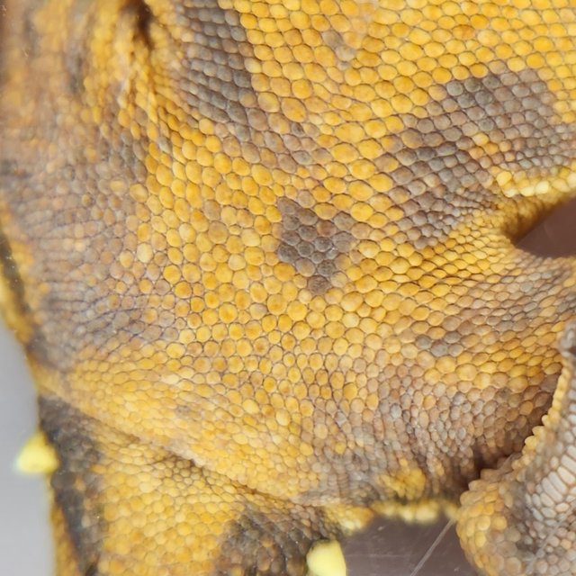 풀핀 트라이 익스트림할리퀸