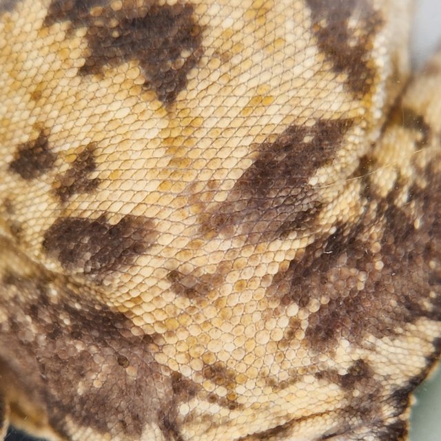 화이트스팟 트라이 익스트림할리퀸