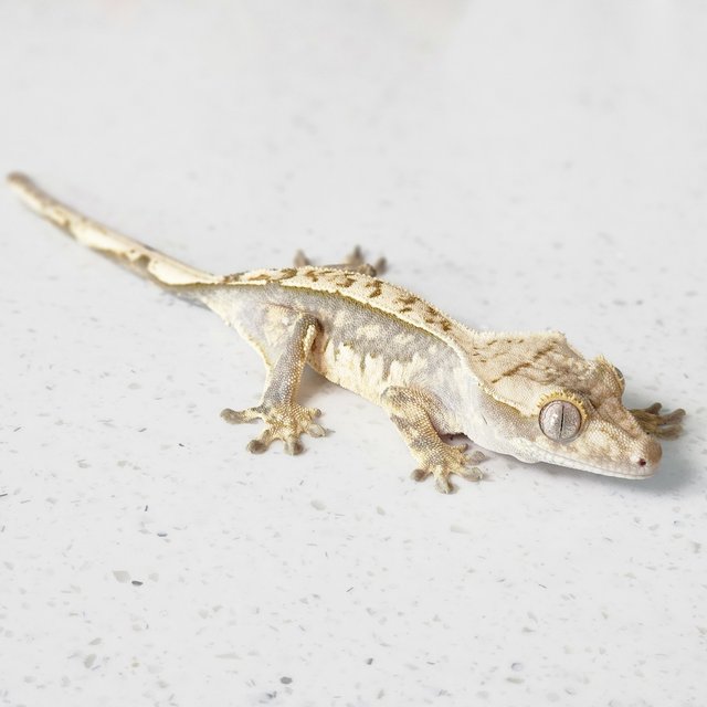 트라이 익스트림할리퀸