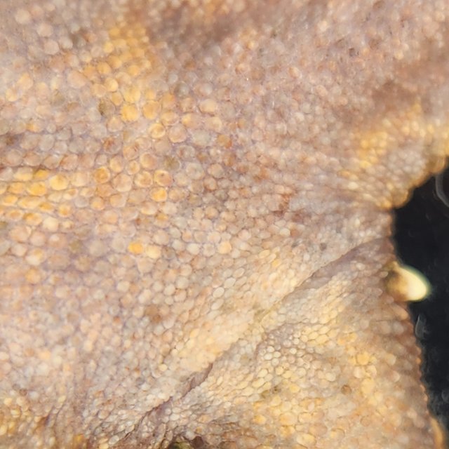 타이거 스트로베리