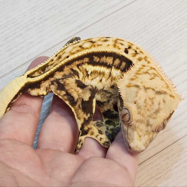 풀핀 트라이 익스트림할리퀸