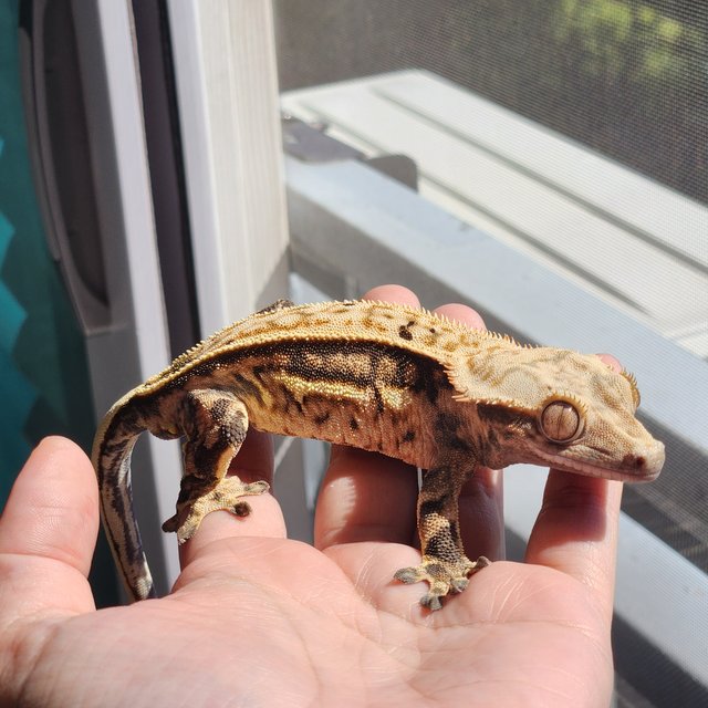 트라이 익스트림할리퀸 풀핀 핀스트라이프