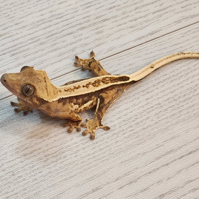 풀핀 트라이 익스트림할리퀸