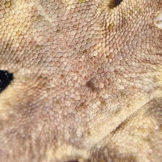 화이트포트홀 익스트림할리퀸