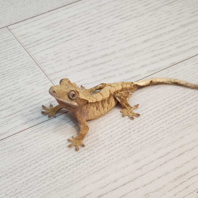 타이거 스트로베리