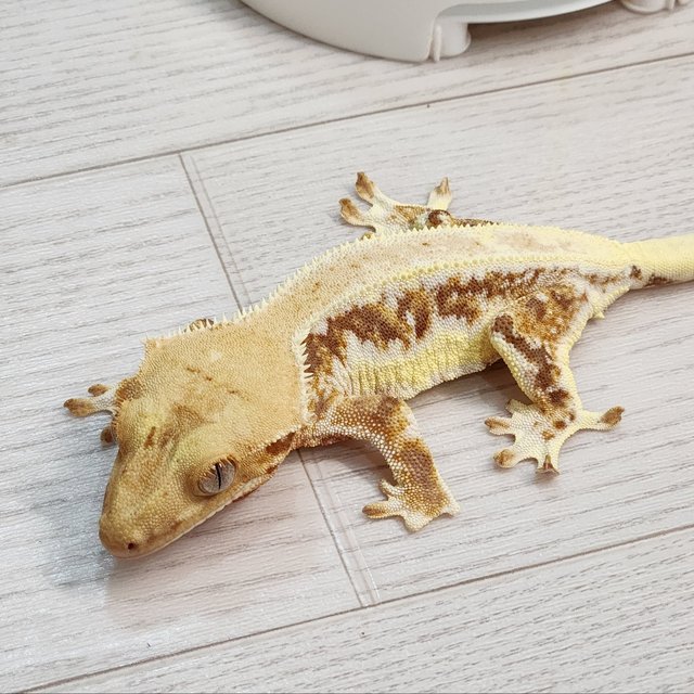 레드 트라이 익스트림할리퀸 릴리화이트