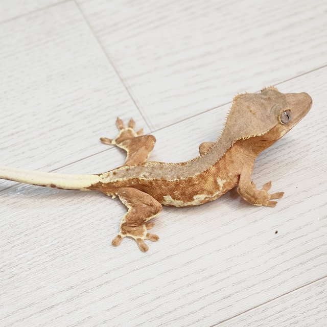 팬텀 레드 크림시클 릴리화이트