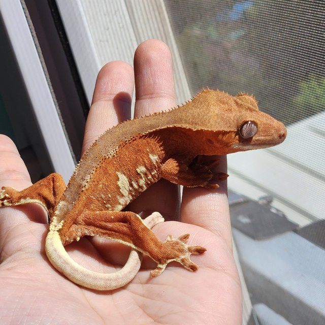 크림시클 레드 팬텀 릴리화이트